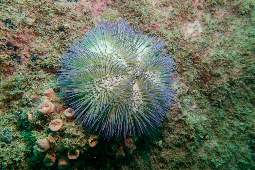 Variegated Sea Urchin (Lytechinus variegatus)