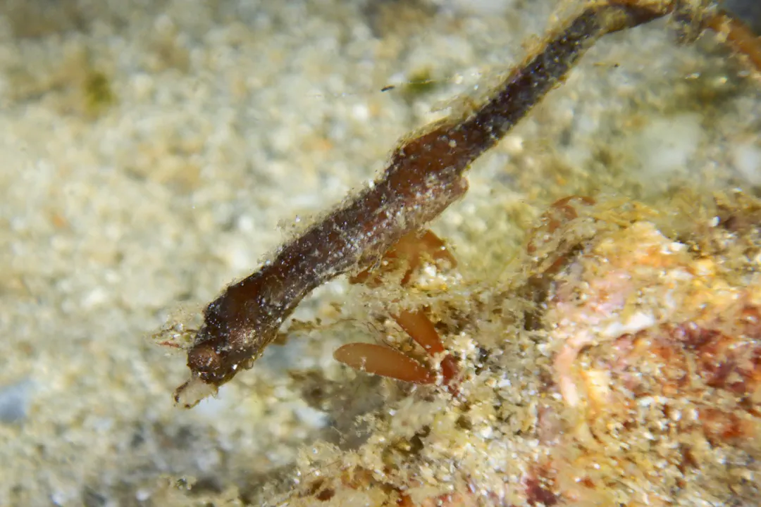 Dwarf Pipehorse (male) (Acentronura tentaculata)