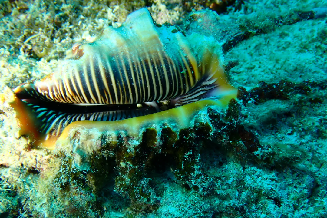 Scorpion Spider Conch