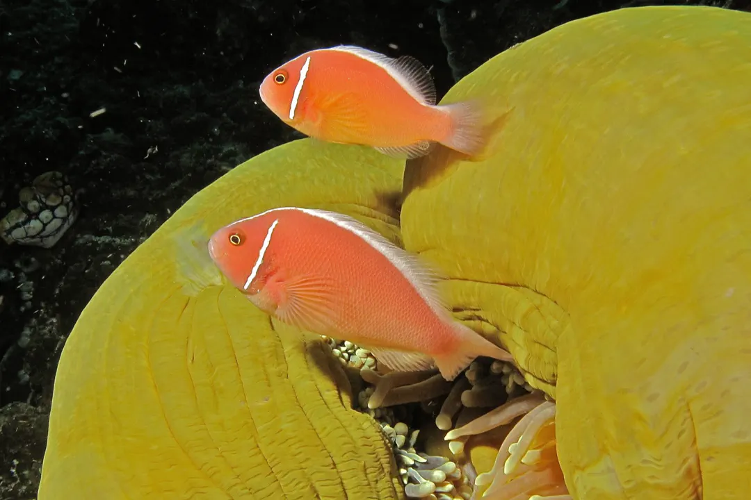 Pink Skunk Anemonefish