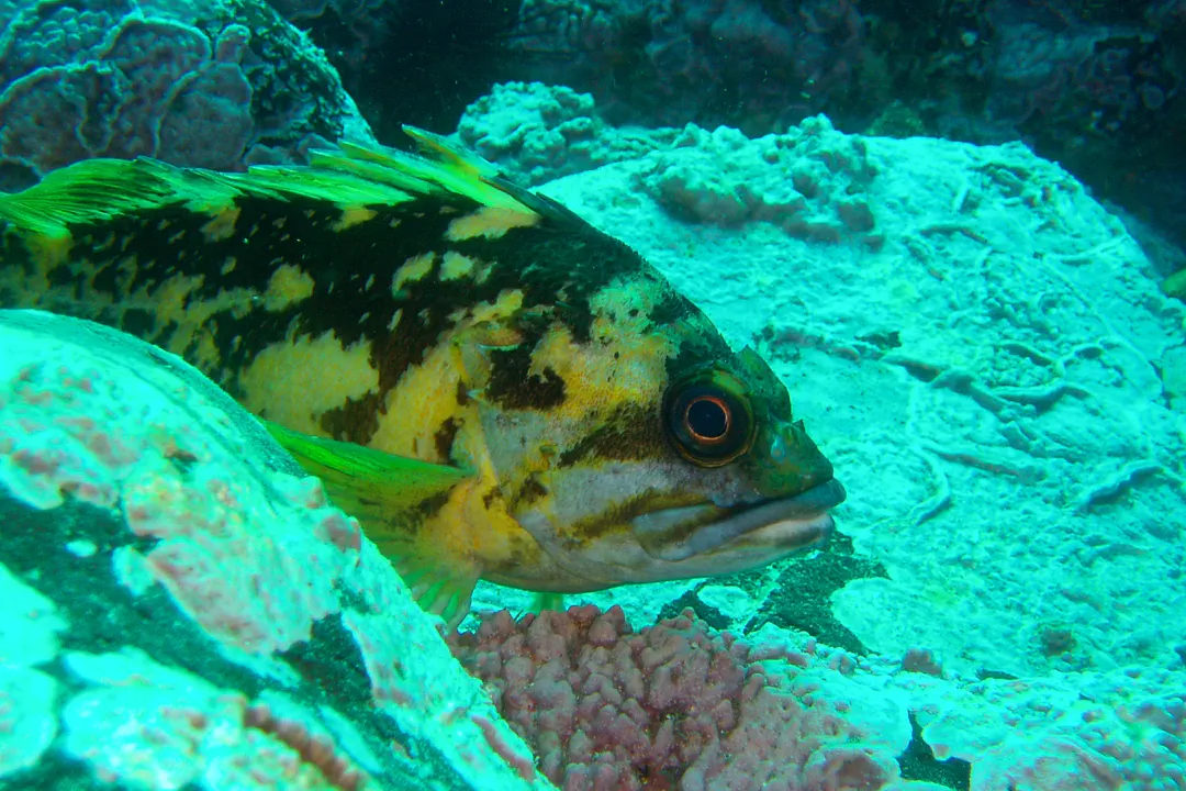 Black-and-yellow Rockfish