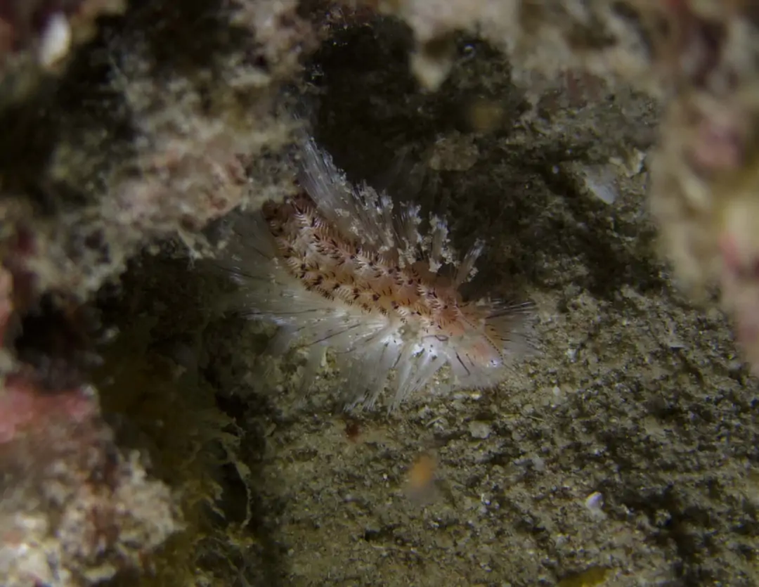 Seabook: Golden Bristle Worm