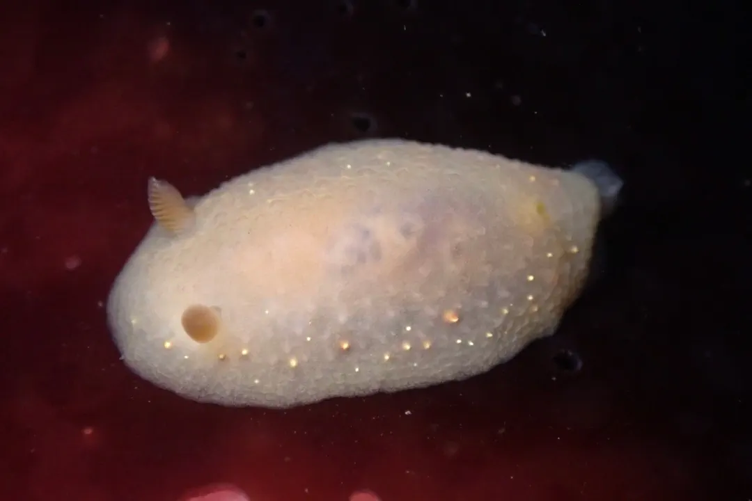 Dark-spot Cadlina