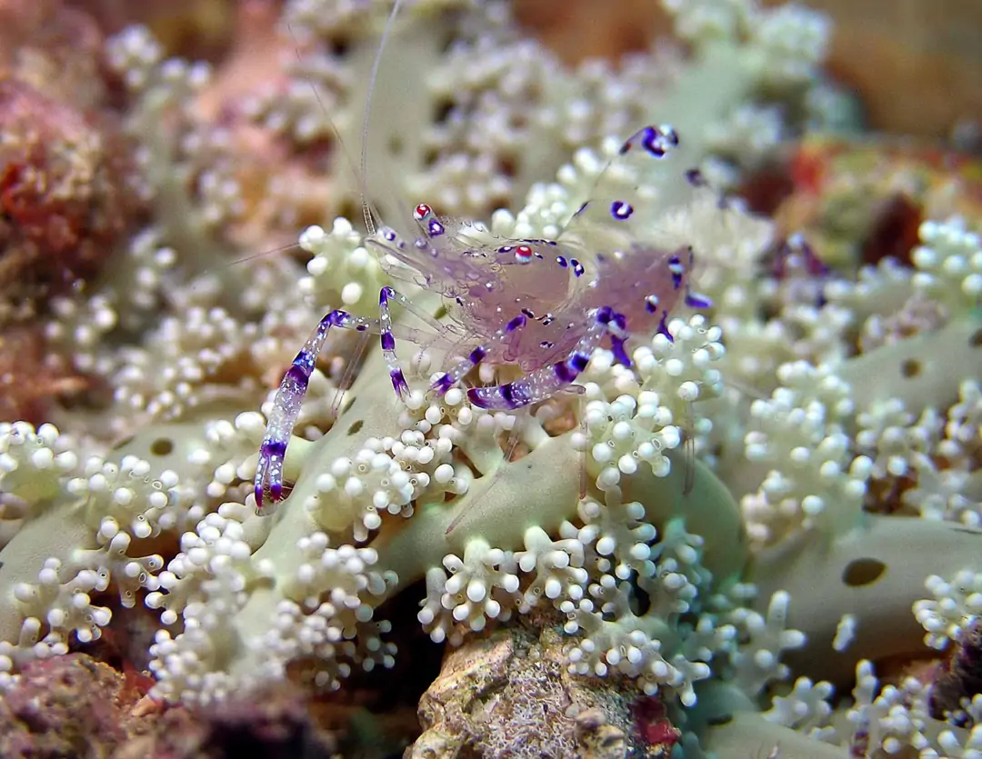 Seabook: Holthuis' Anemone Shrimp