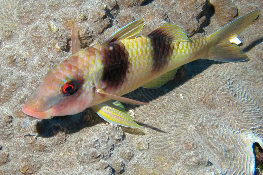Doublebar Goatfish