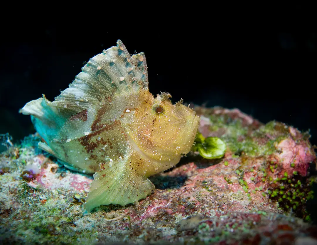 Seabook: Leaf Scorpionfish (white)