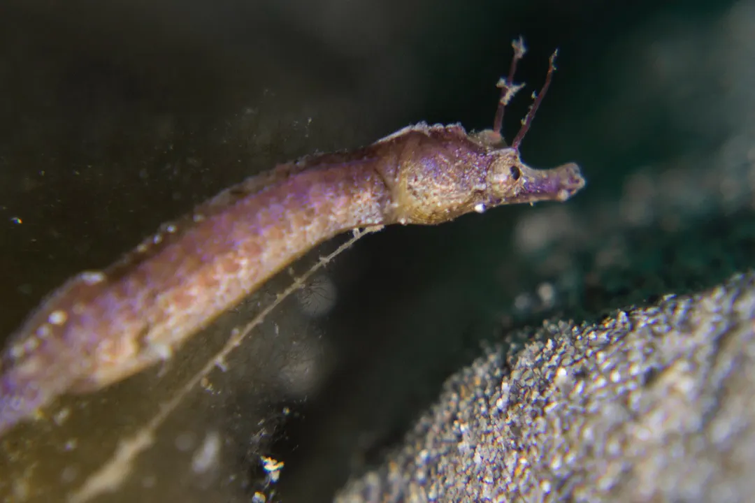 Dwarf Pipehorse (female) (Acentronura tentaculata)