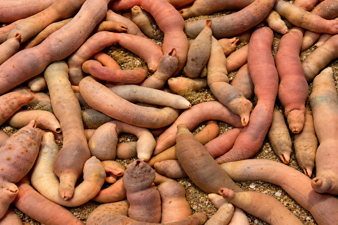 Chinese Innkeeper Worm