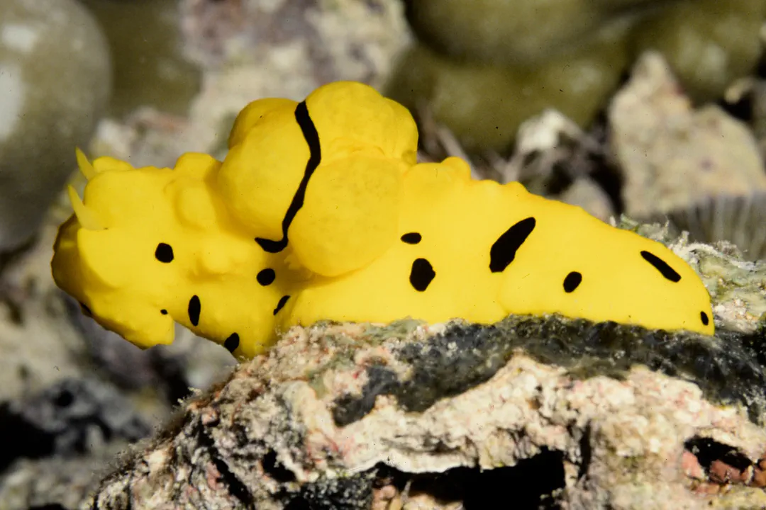 Banana Nudibranch