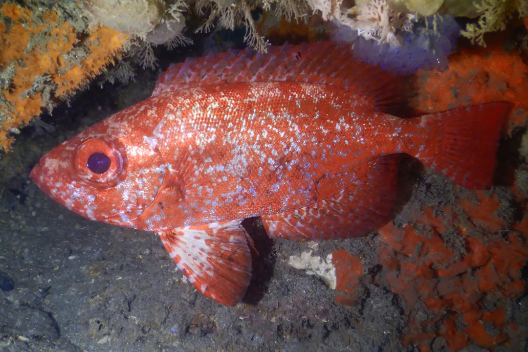 Bloch's Bigeye