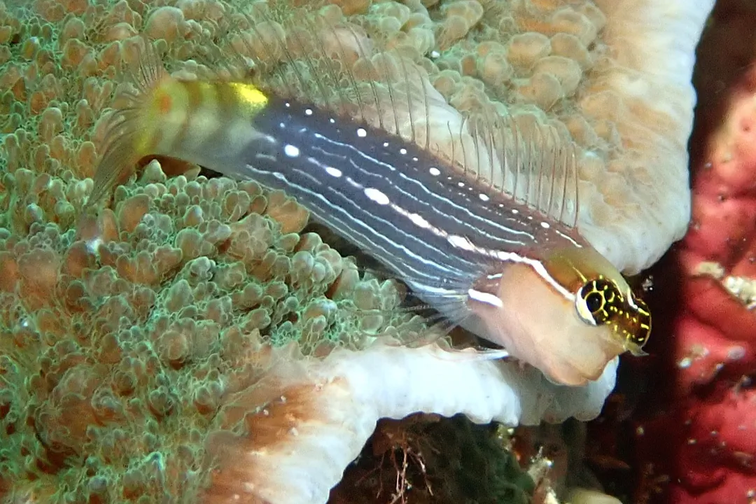 Pictus Blenny (Ecsenius pictus)