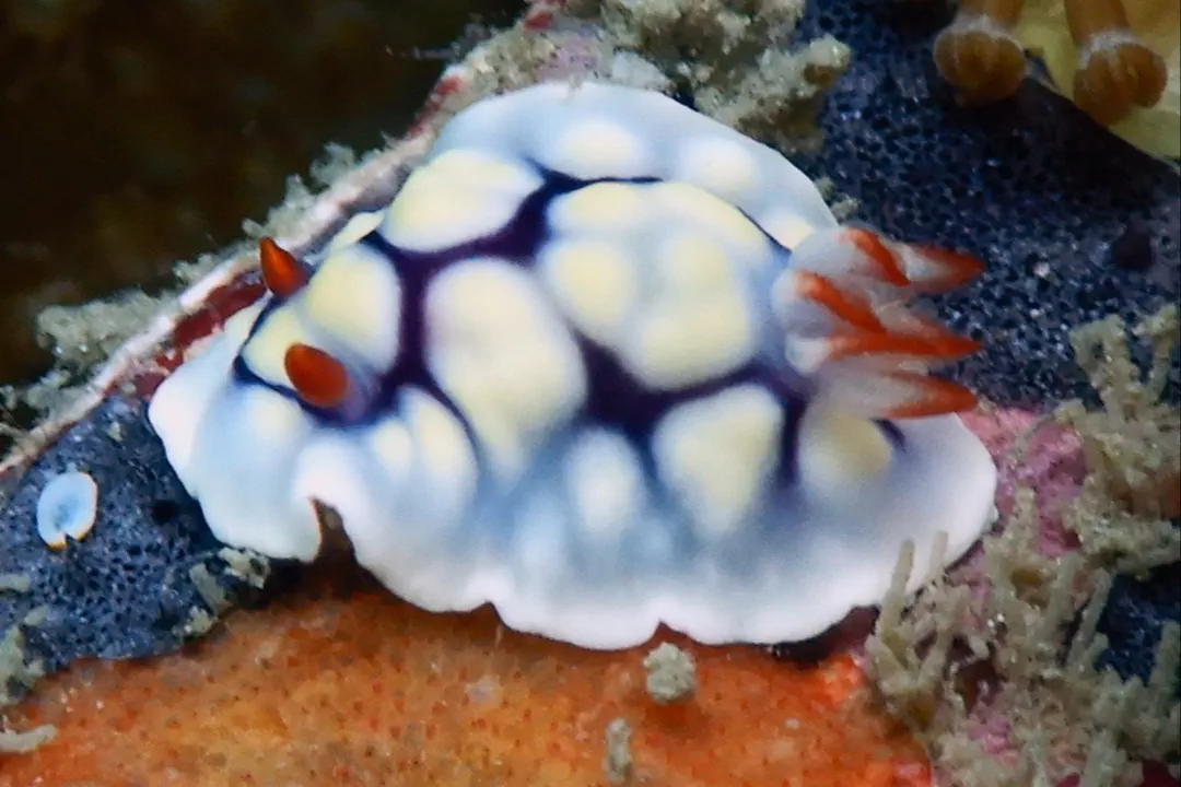Violet Goniobranchus (Goniobranchus conchyliatus)