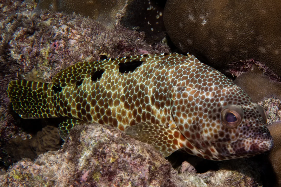 Foursaddle Grouper (Epinephelus spilotoceps)