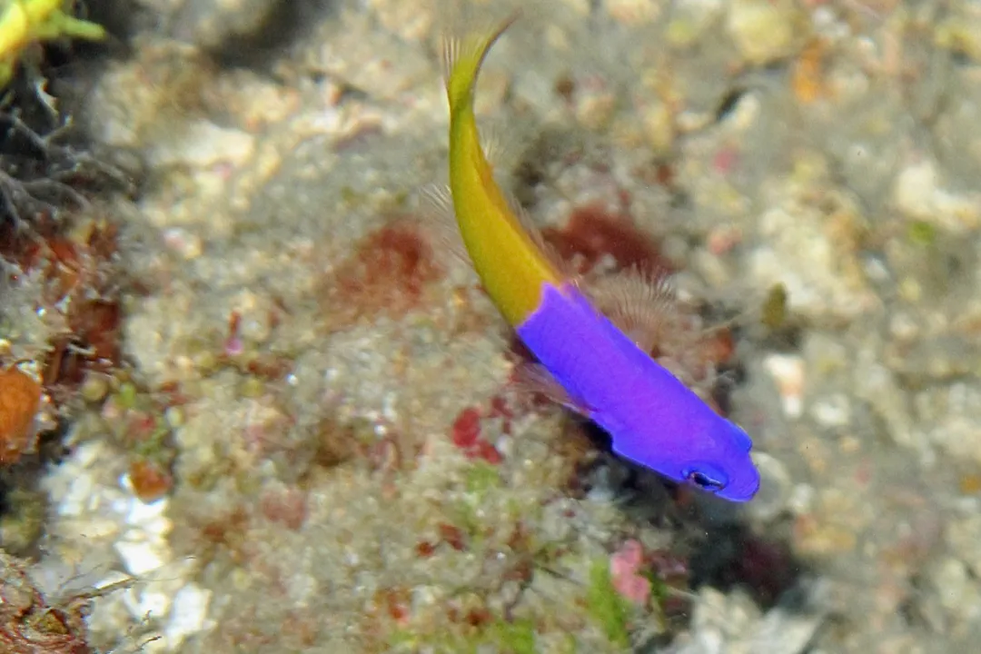Royal Dottyback