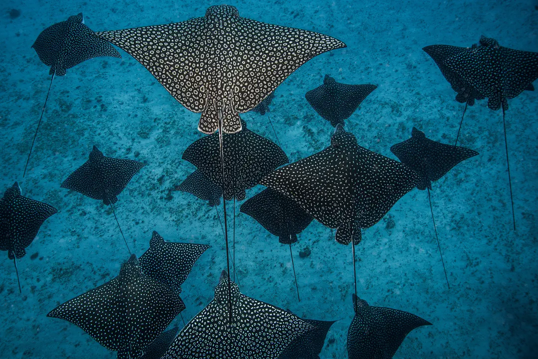 Diving with Manta Rays: Best Sites, Seasons & Species