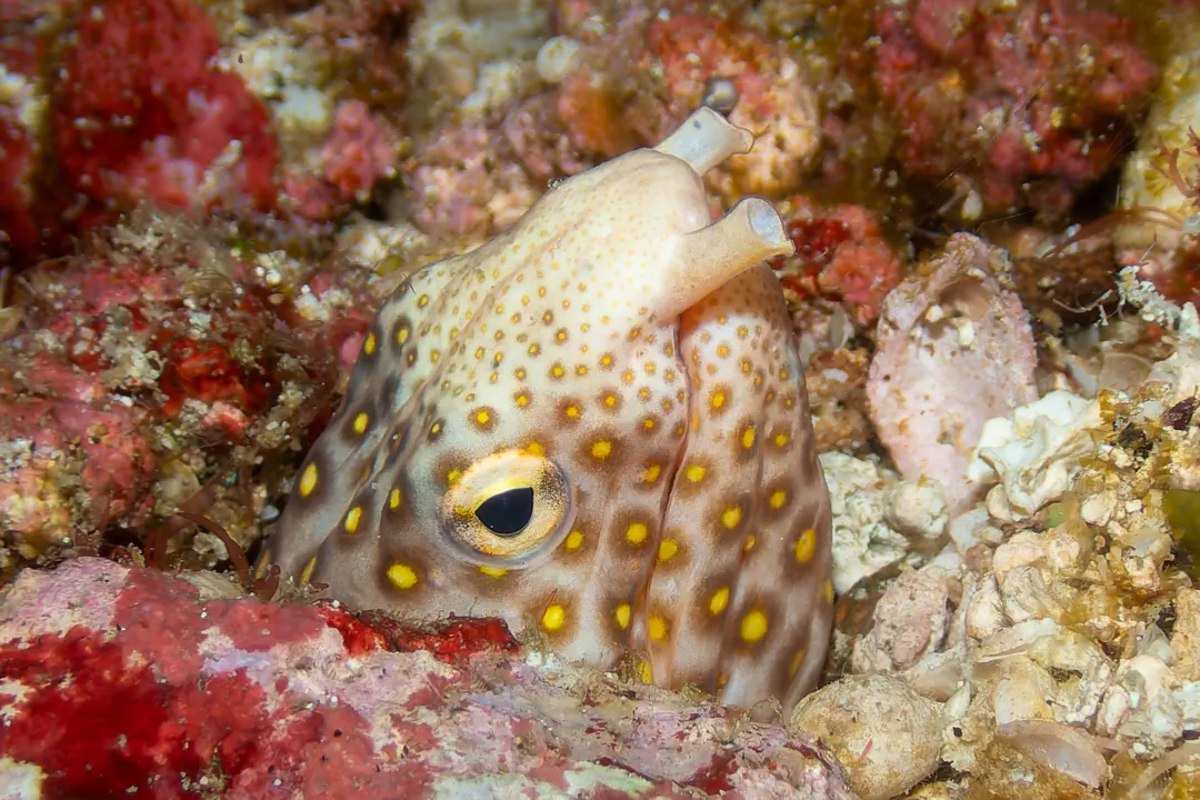 Ocellated Snake Eel (Ophichthus polyophthalmus)