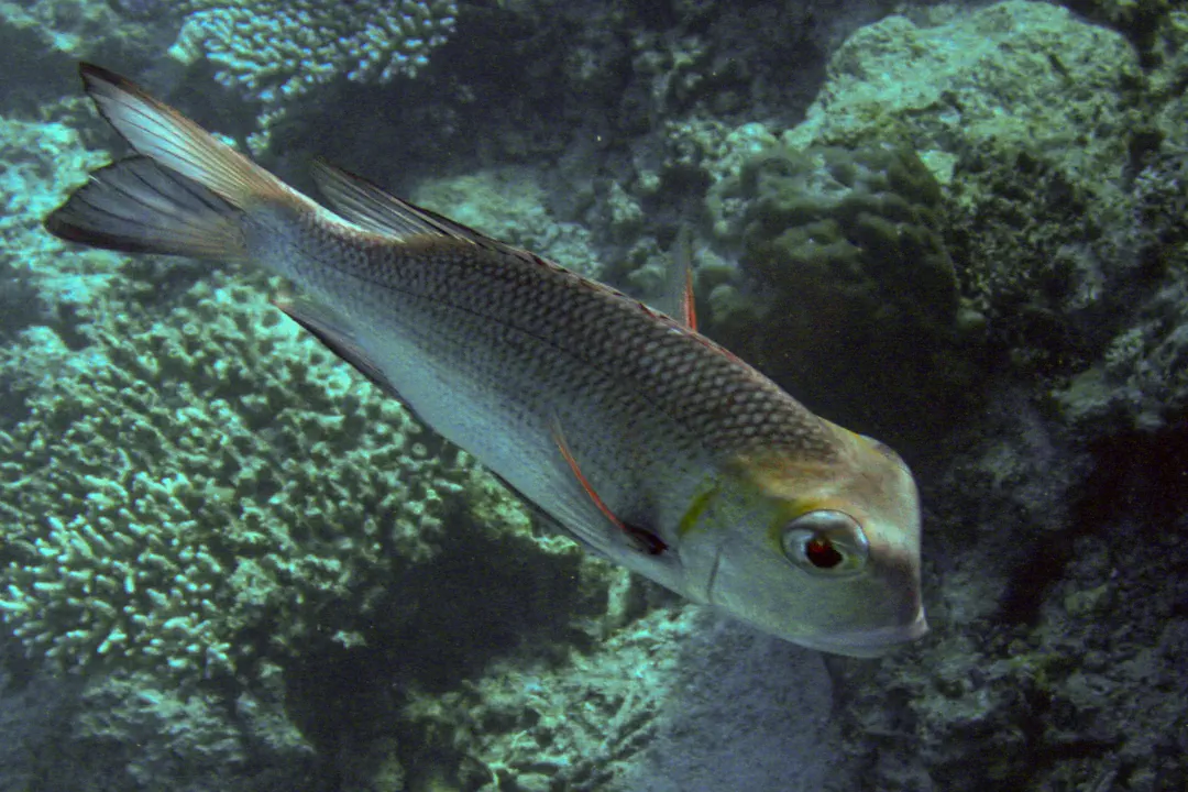 Humpnose Bigeye Bream (dark)