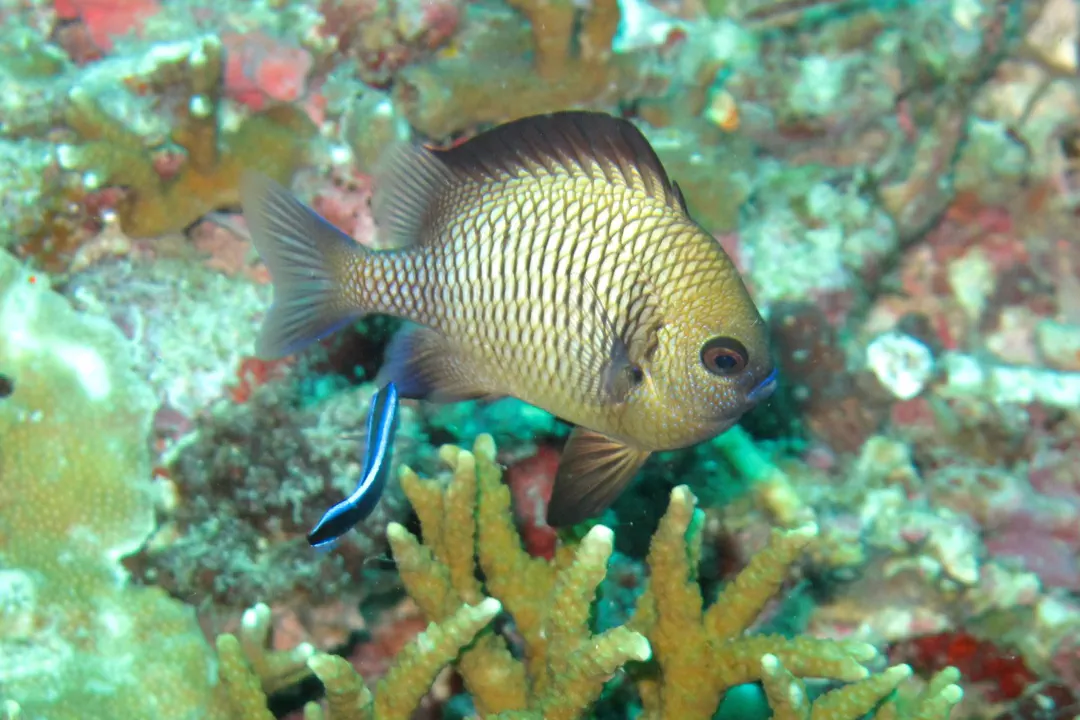 Reticulated Damselfish