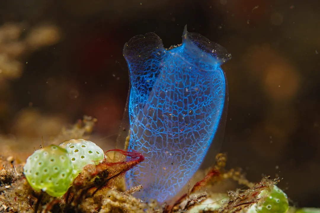 Blue Club Tunicate (Rhopalaea crassa)