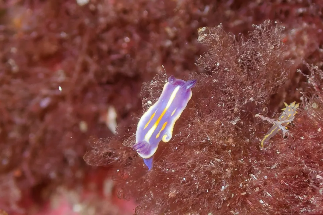 Felimida binza (Felimida binza)