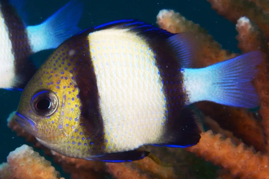 Indian Dascyllus (Dascyllus carneus)