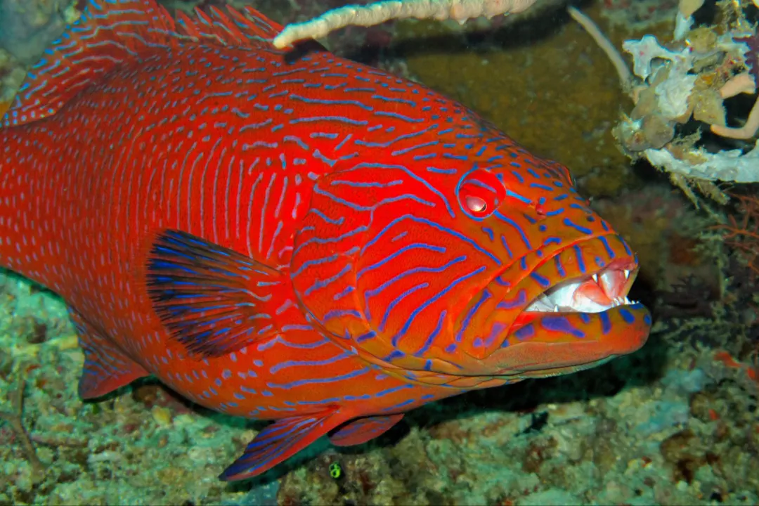 Highfin Coralgrouper (Plectropomus oligacanthus)