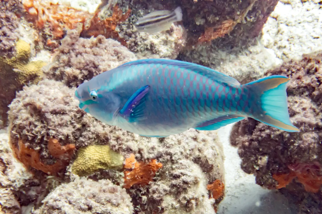 Queen Parrotfish (Scarus vetula)