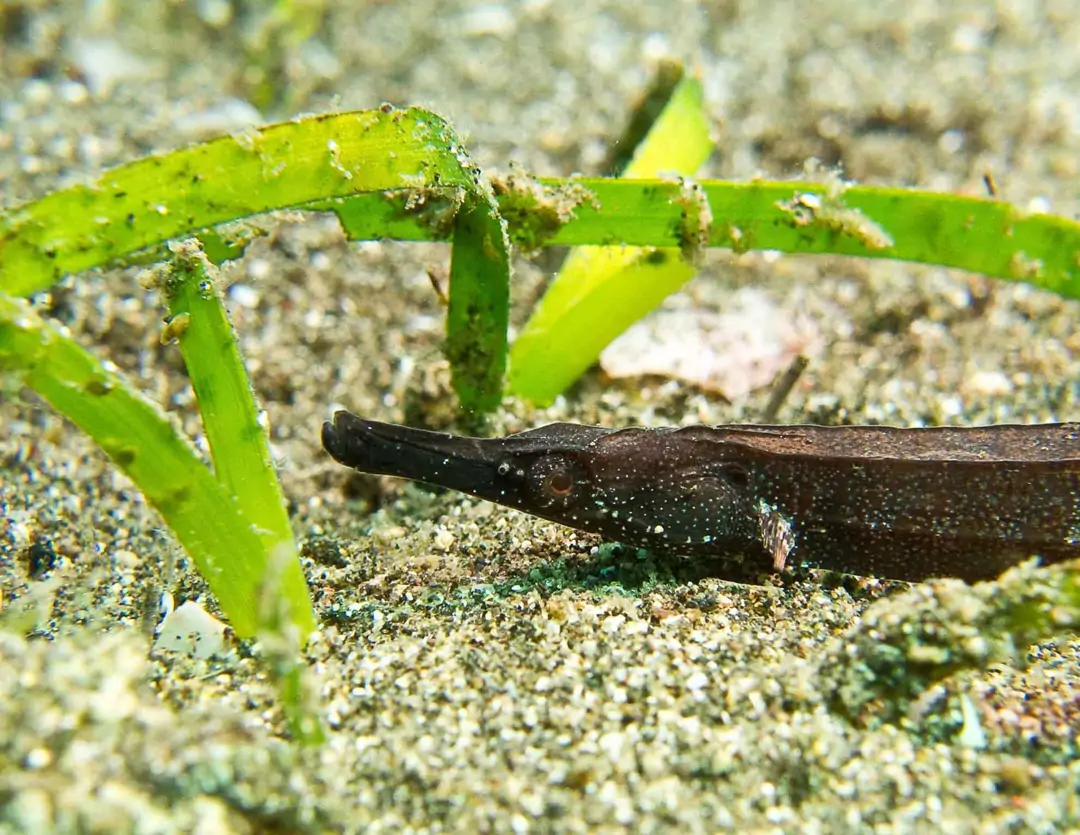 Seabook: Blue-spotted Pipefish