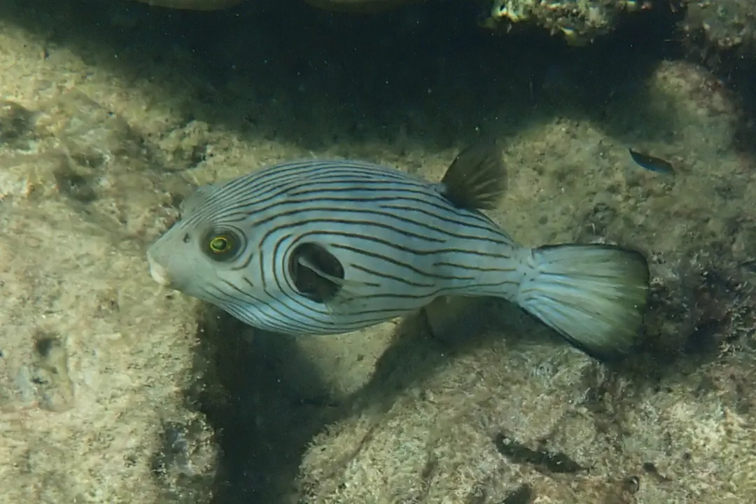 Narrowlined Puffer (Arothron manilensis)