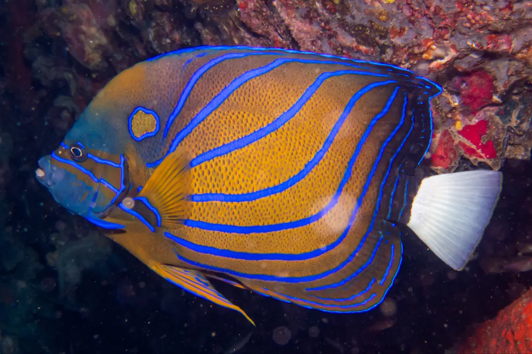 Bluering Angelfish