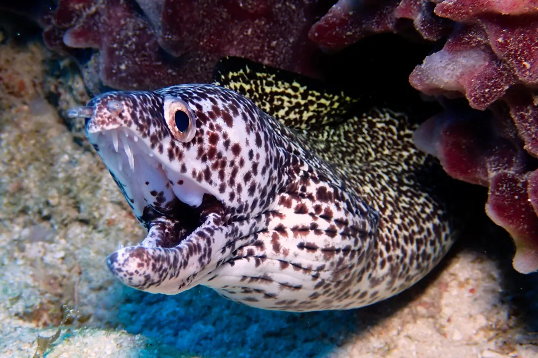 Spotted Moray