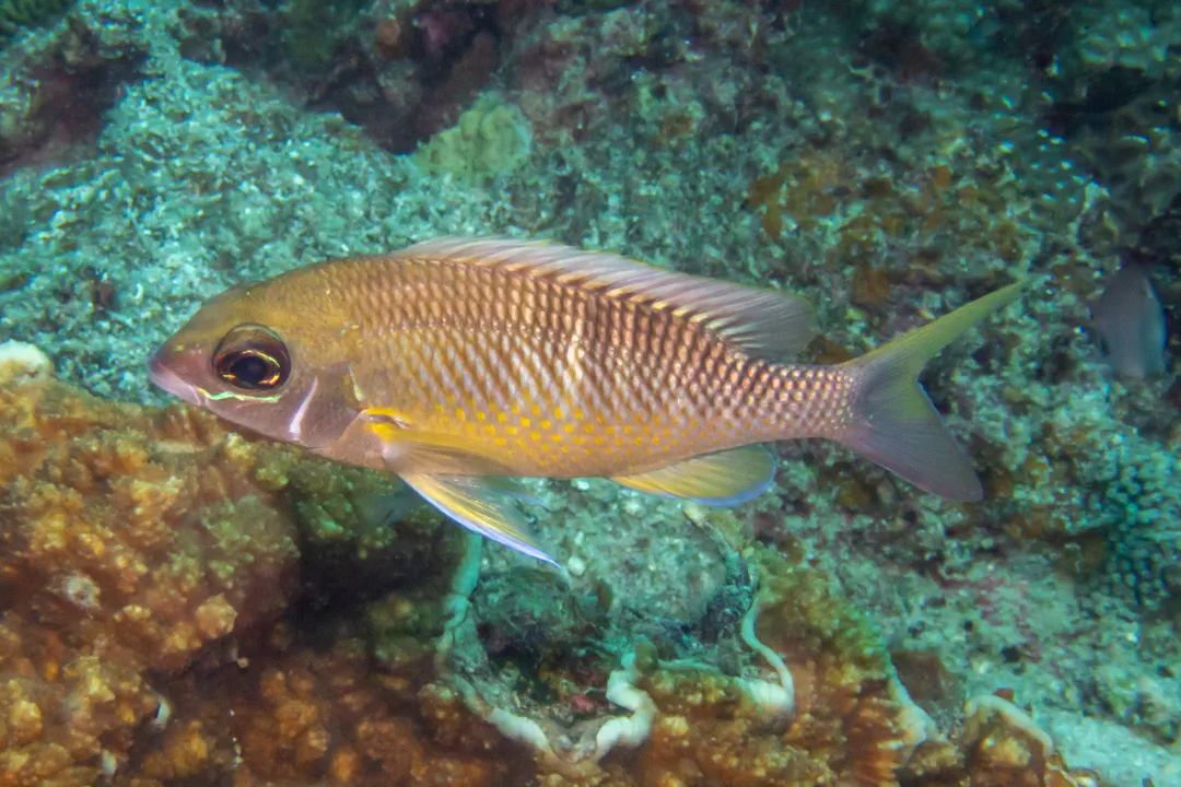 Pearly Monocle Bream (Scolopsis margaritifera)