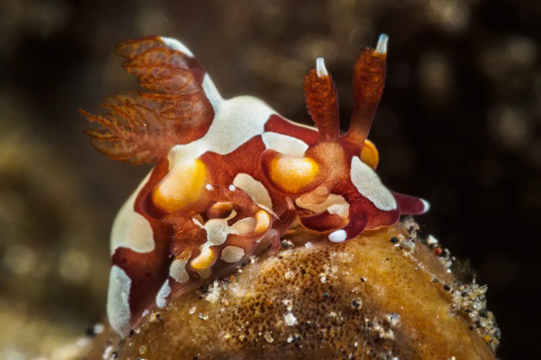 Trapania sp