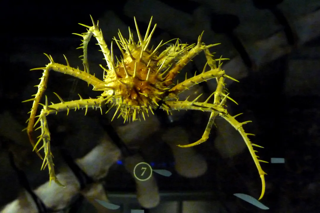 Porcupine Crab