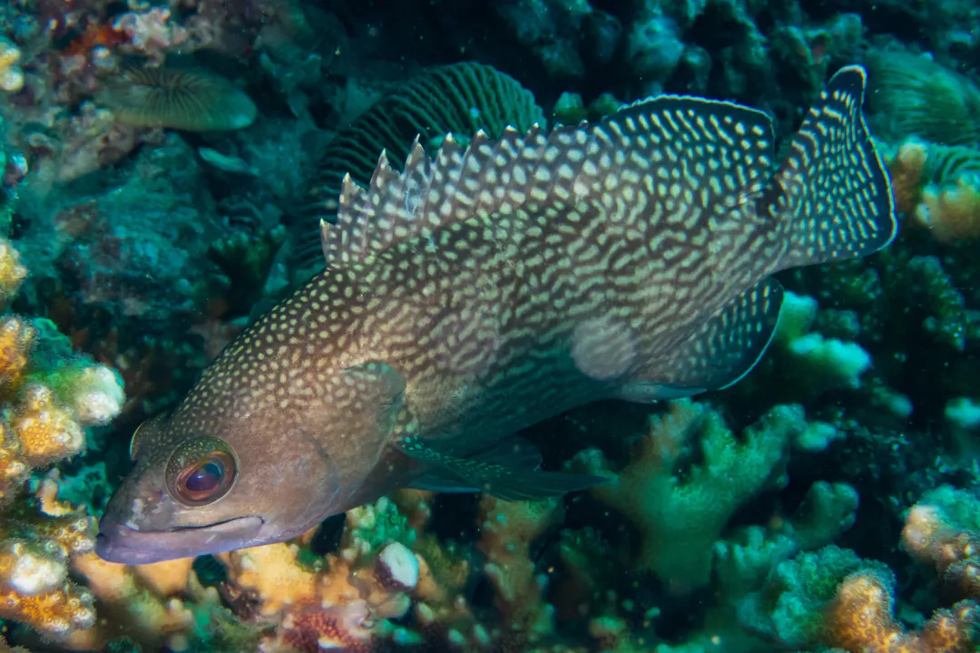 Specklefin Grouper (juvenile) (Epinephelus ongus)