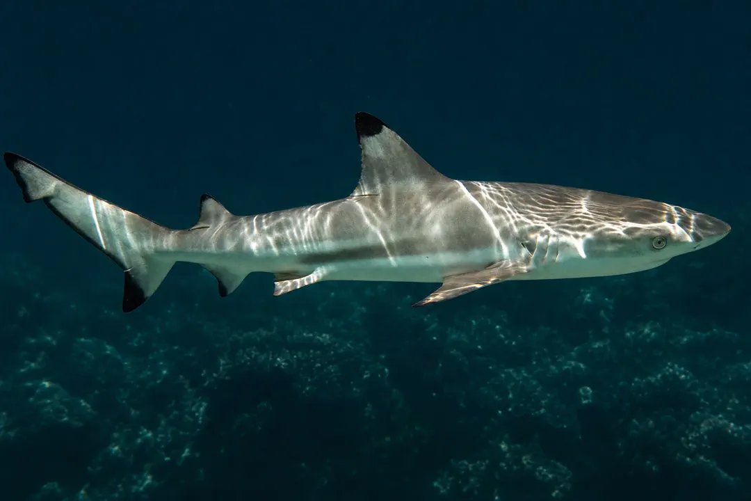Spot-tail Shark (Carcharhinus sorrah)