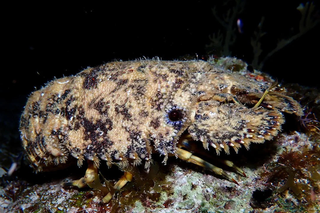 Sculptured Slipper Lobster