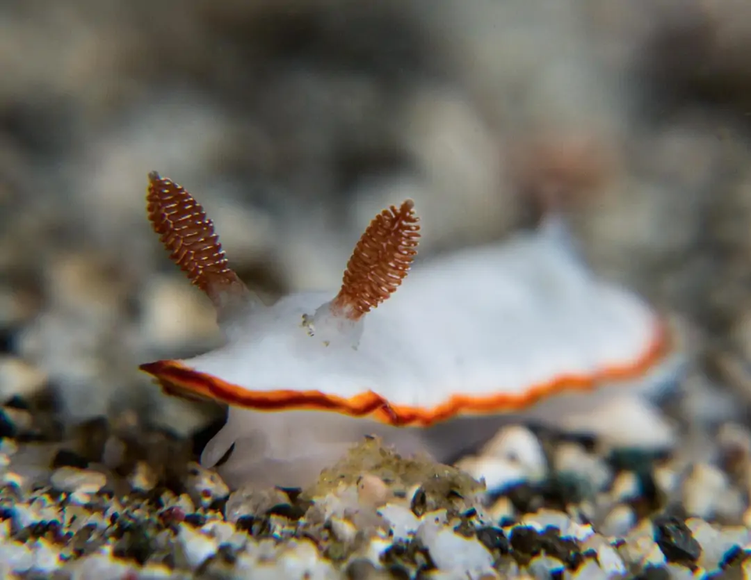 Seabook: Ardeadoris electra