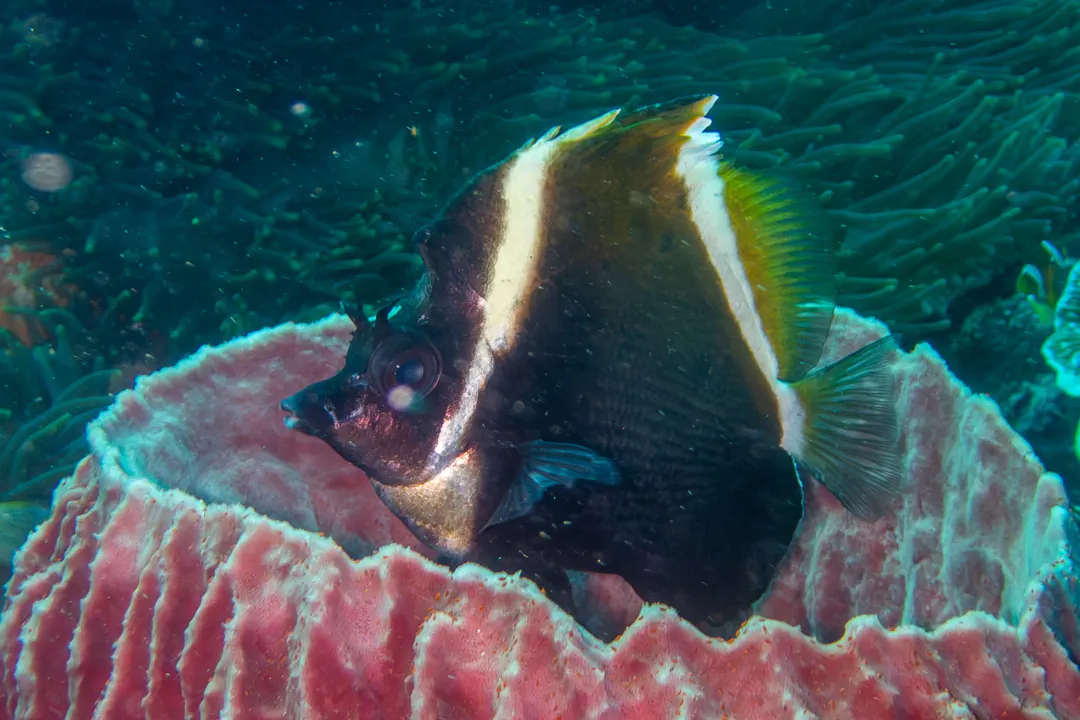 Horne Bannerfish