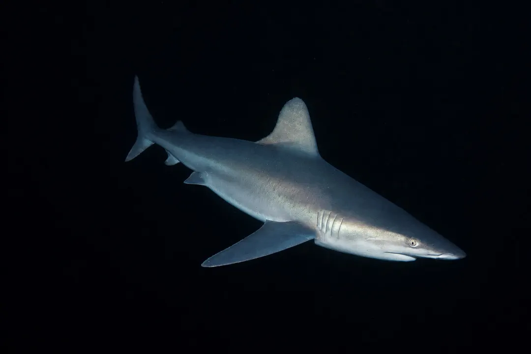 Sandbar Shark (Carcharhinus plumbeus)