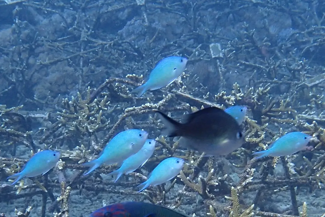 Black-axil Chromis