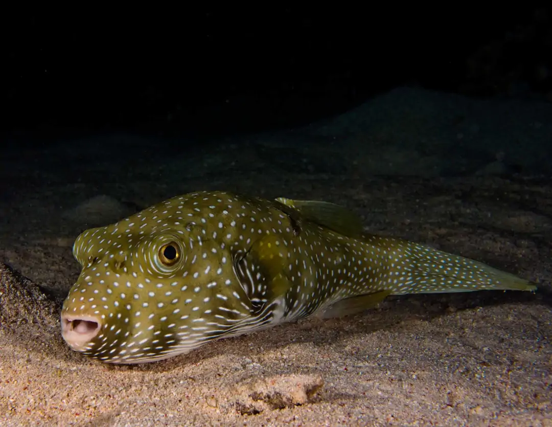 Seabook: White-Spotted Puffer (yellow)