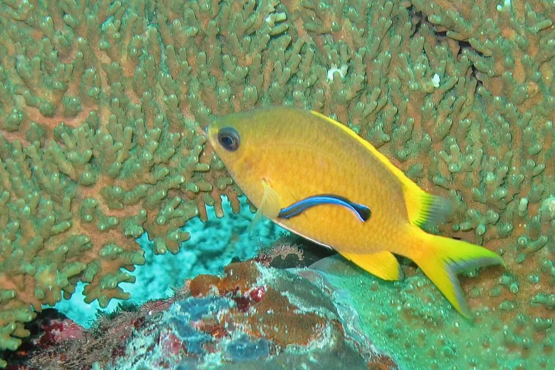 Yellow Chromis (Chromis analis)