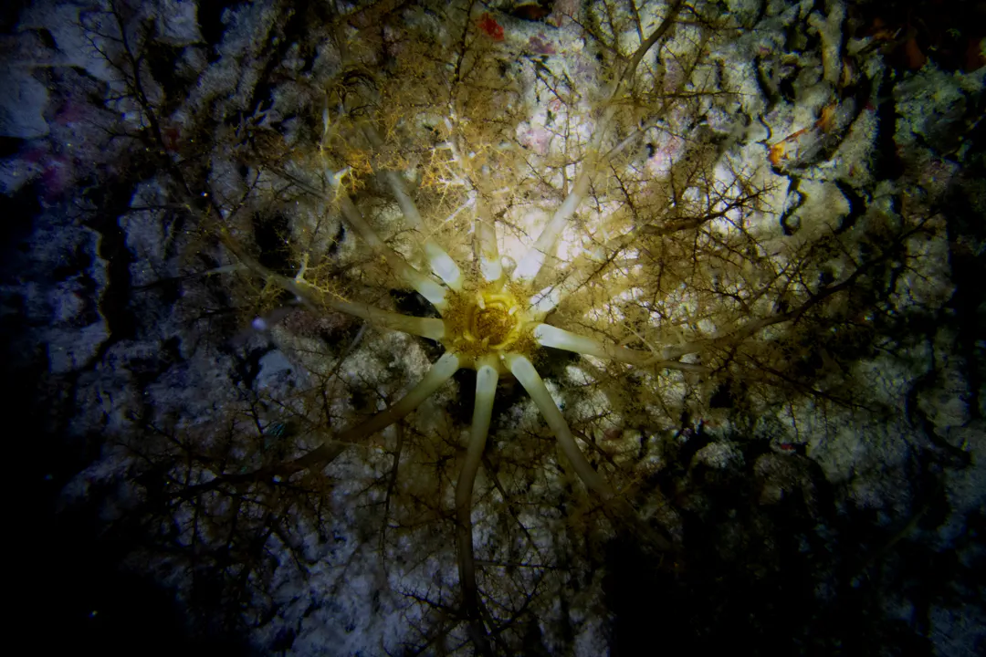 Large Burrowing Sea Cucumber
