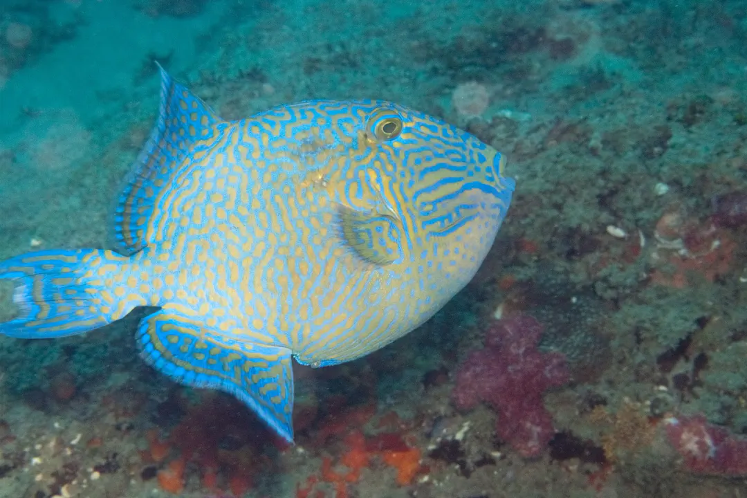 Blue Triggerfish