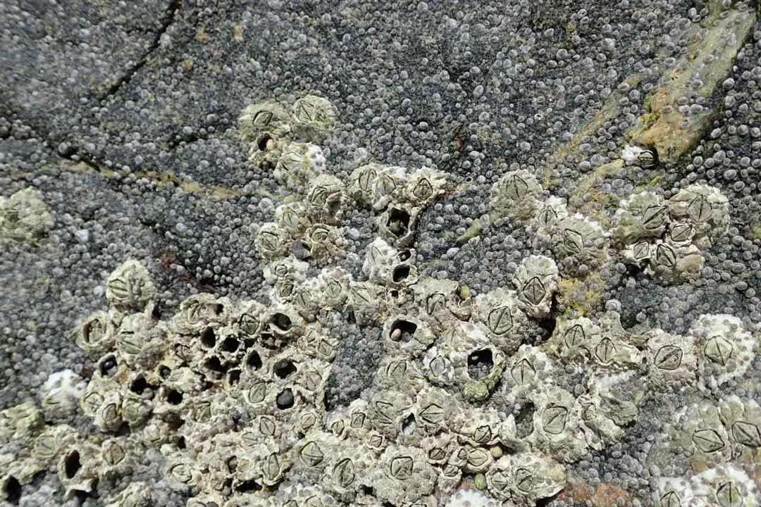 Northern Acorn Barnacle