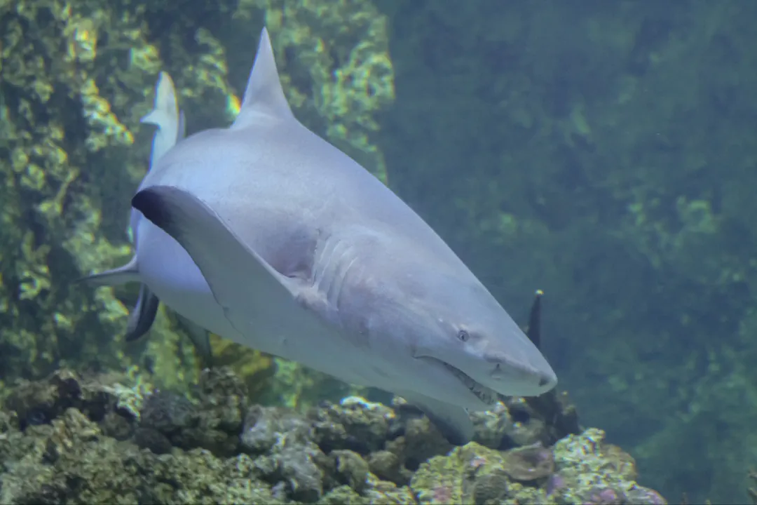 Sicklefin Lemon Shark (Negaprion acutidens)