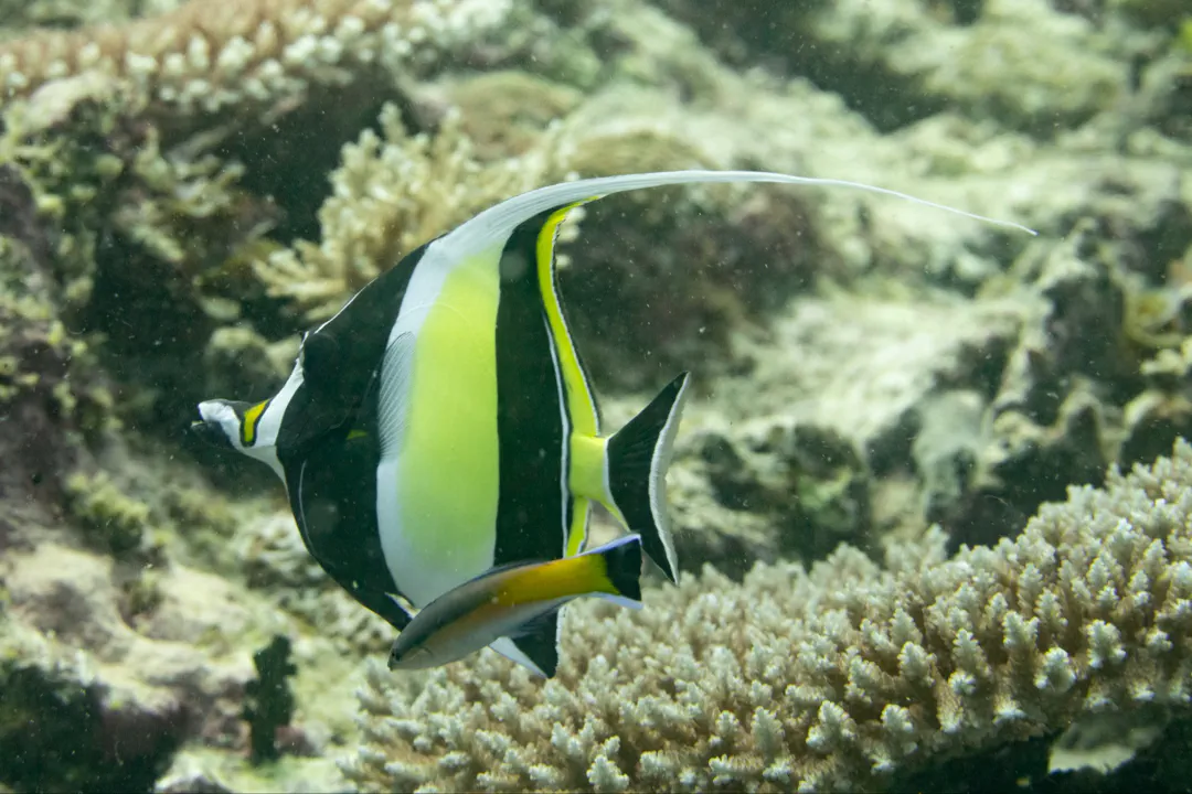 Moorish Idol (Zanclus cornutus)
