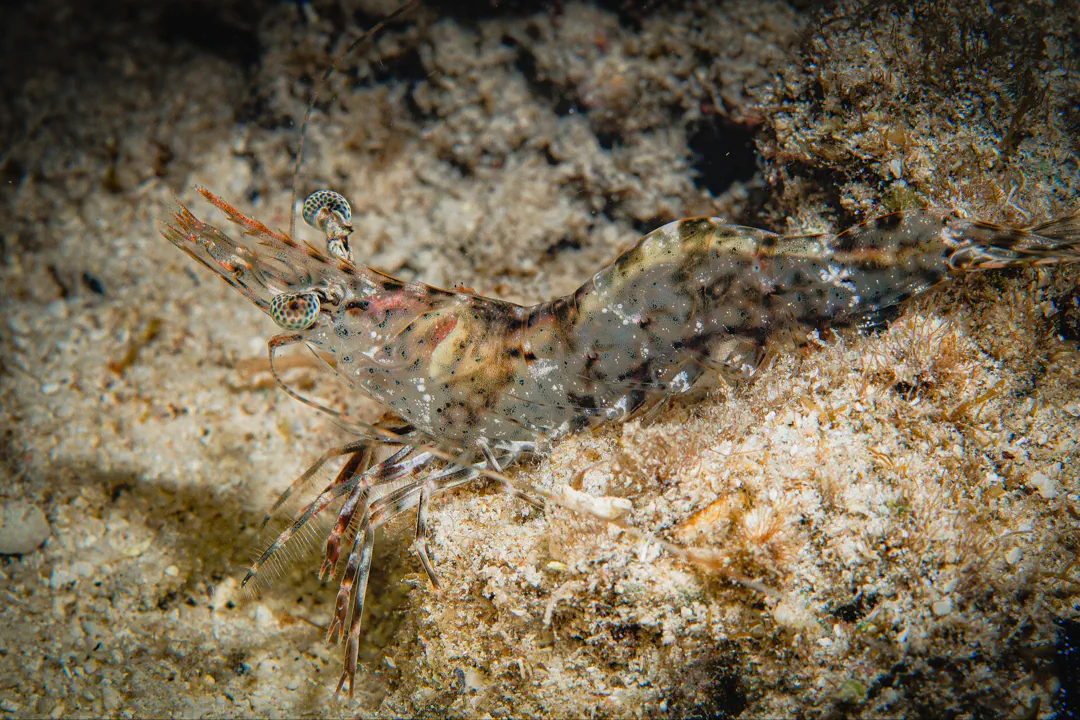 Longarm Prawn (Heteropenaeus longimanus)