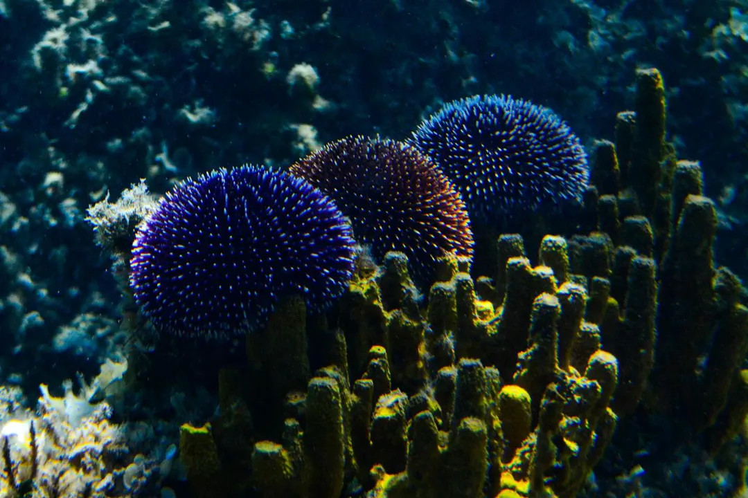 Violet Sea Urchin (Sphaerechinus granularis)